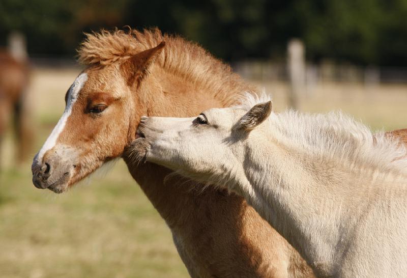 Gabriel und Myrdal 4.jpg